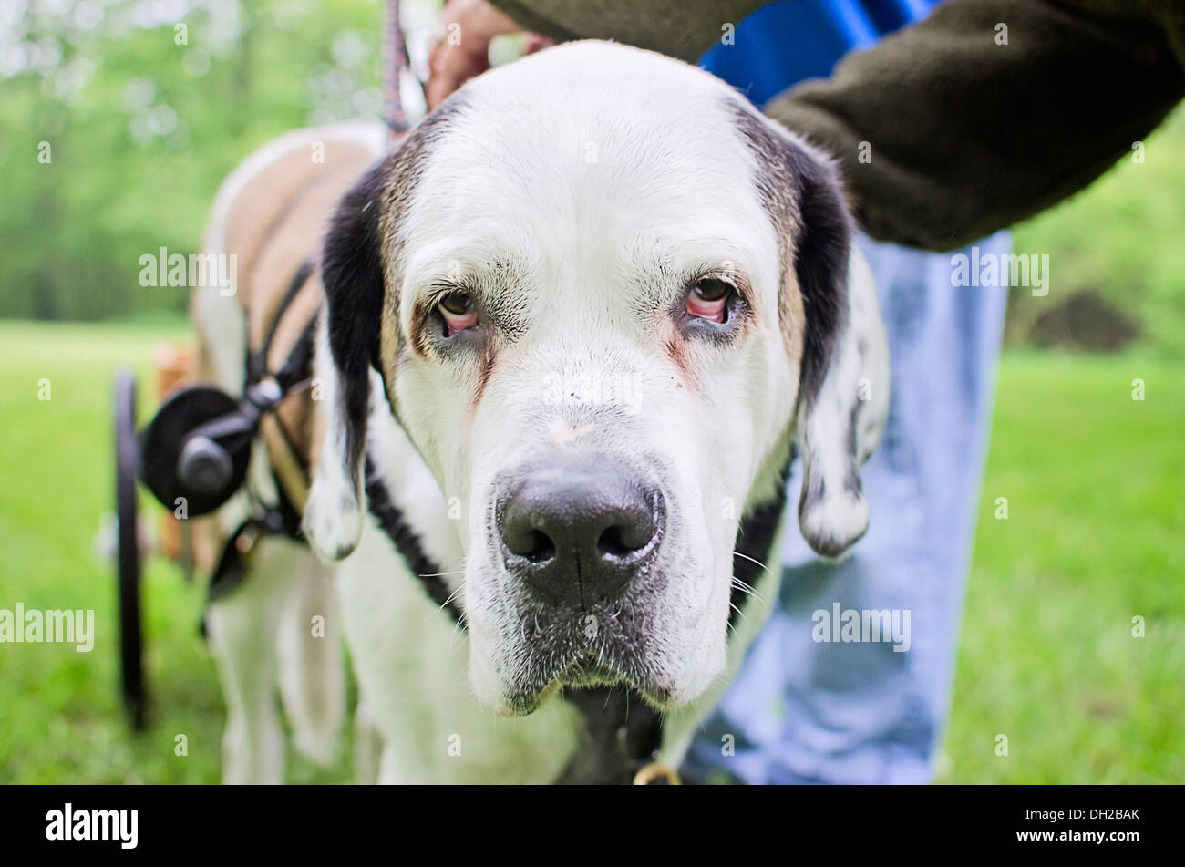 Un San Bernardo è in un concorso di redazione Foto Stock