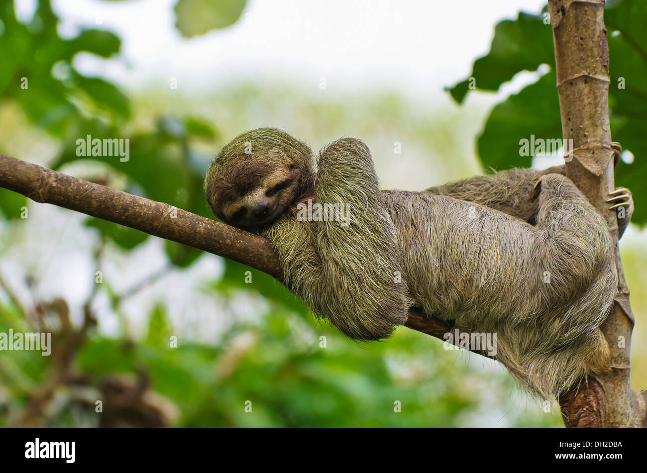 Marrone-throated sloth (Bradypus variegatus), maschio in appoggio su un ramo, il Parco Nazionale di Manuel Antonio, Costa del Pacifico centrale Foto Stock