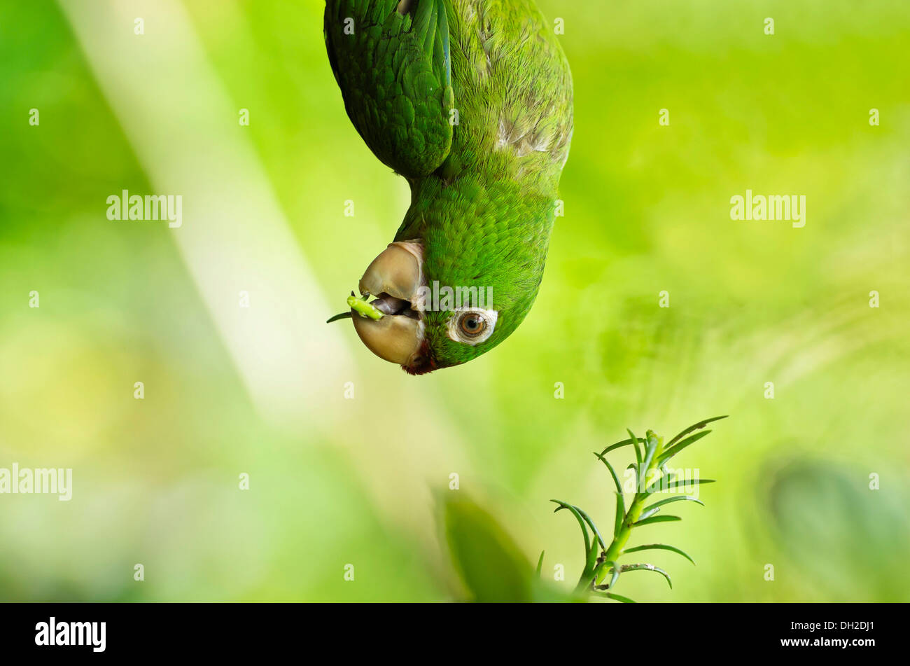 Giallo-naped Parrot o giallo-naped Amazon (Amazona auropallaita), capovolto, mangiando un rametto di rosmarino, vicino al Lago di Arenal Foto Stock