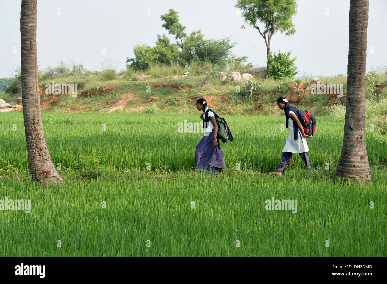 Indian ragazze andare a scuola a piedi attraverso mature risone campo. Andhra Pradesh, India Foto Stock