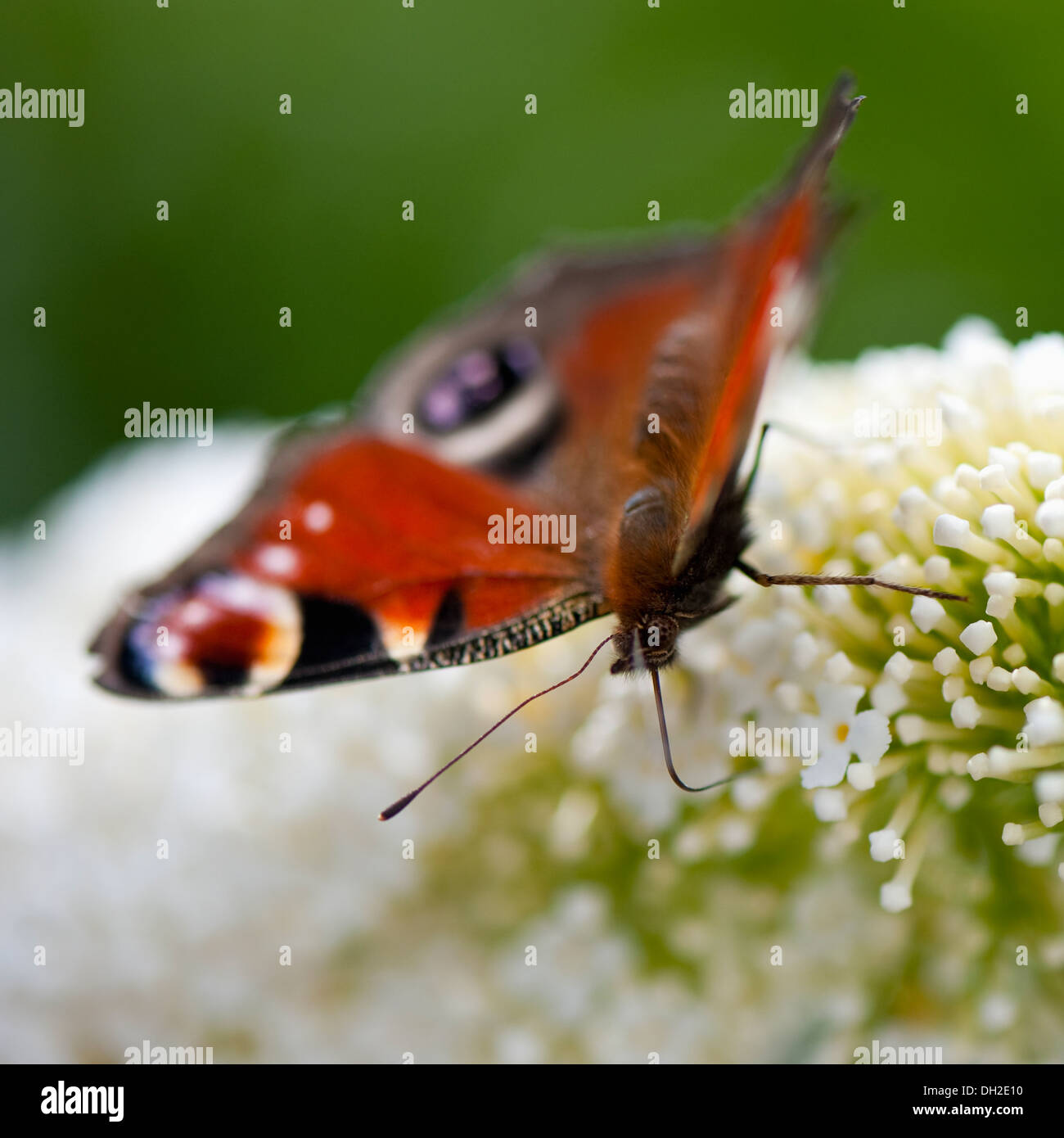 Close-up di un Europeo farfalla pavone alimentazione su un Buddleia bianco Foto Stock