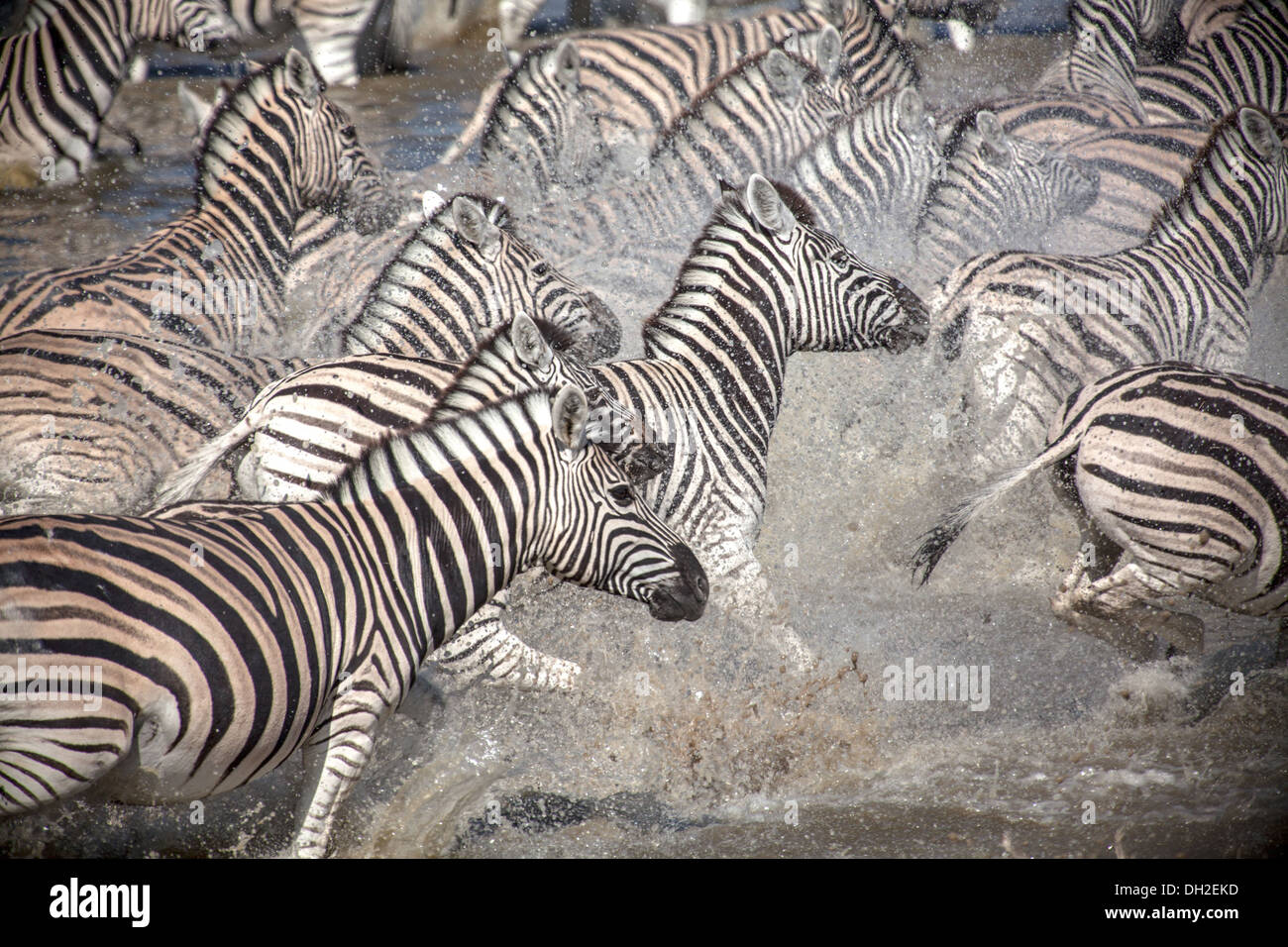 Zebre in esecuzione dopo essere stati a razze Foto Stock