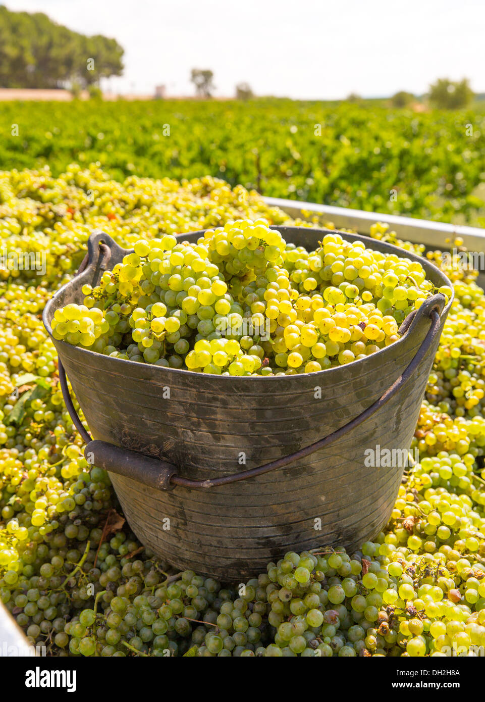 Lo chardonnay raccolto con uve da vino vendemmia nel Mediterraneo Foto Stock