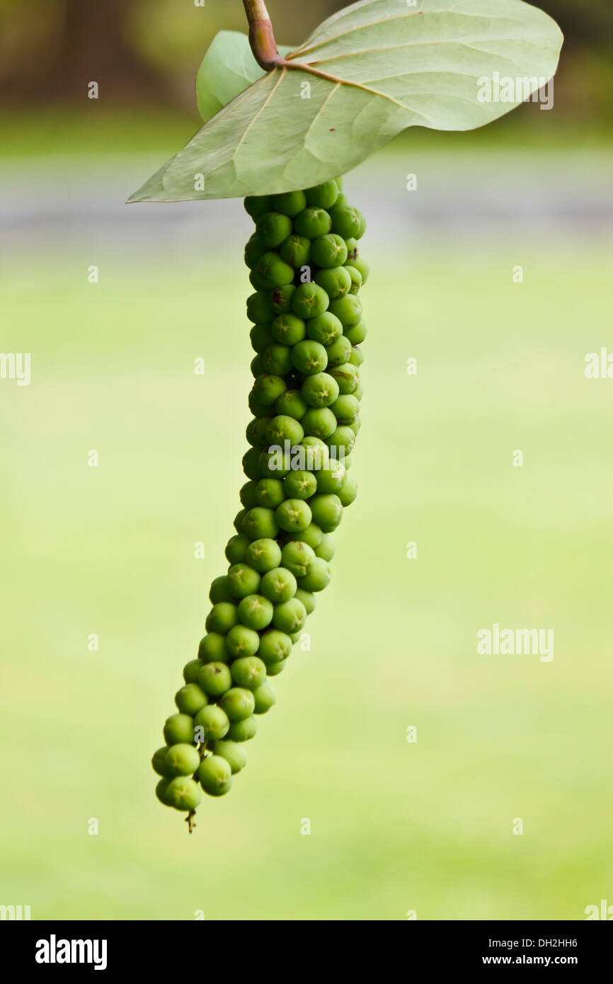 frutta verde Foto Stock