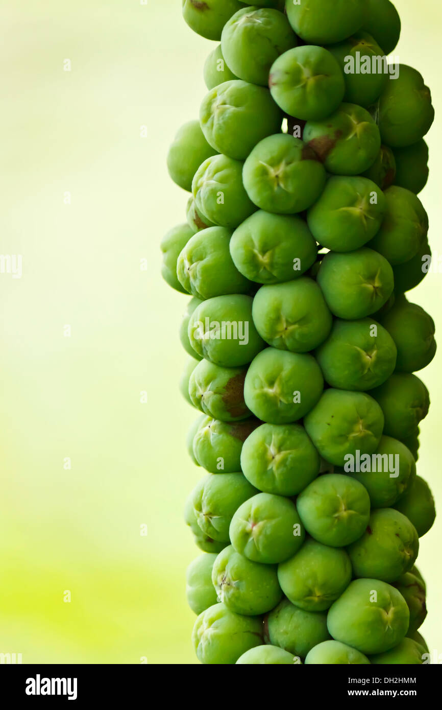 frutta verde Foto Stock