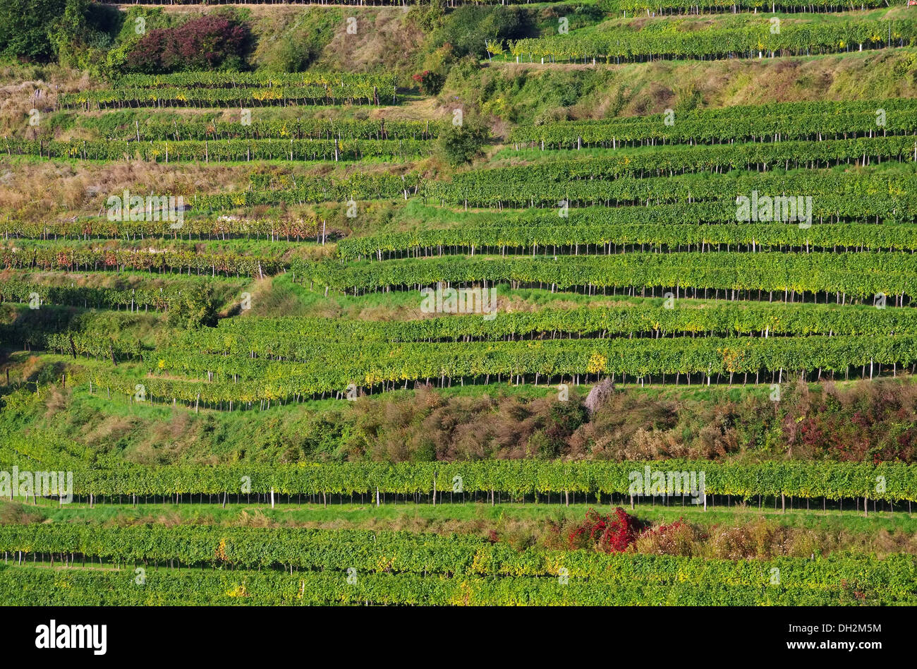 Wachau Weinberg - Wachau vigna 03 Foto Stock