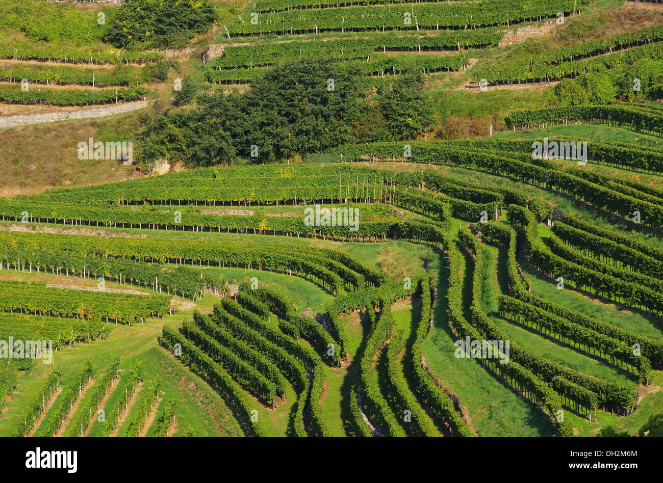 Wachau Weinberg - Wachau vigna 07 Foto Stock