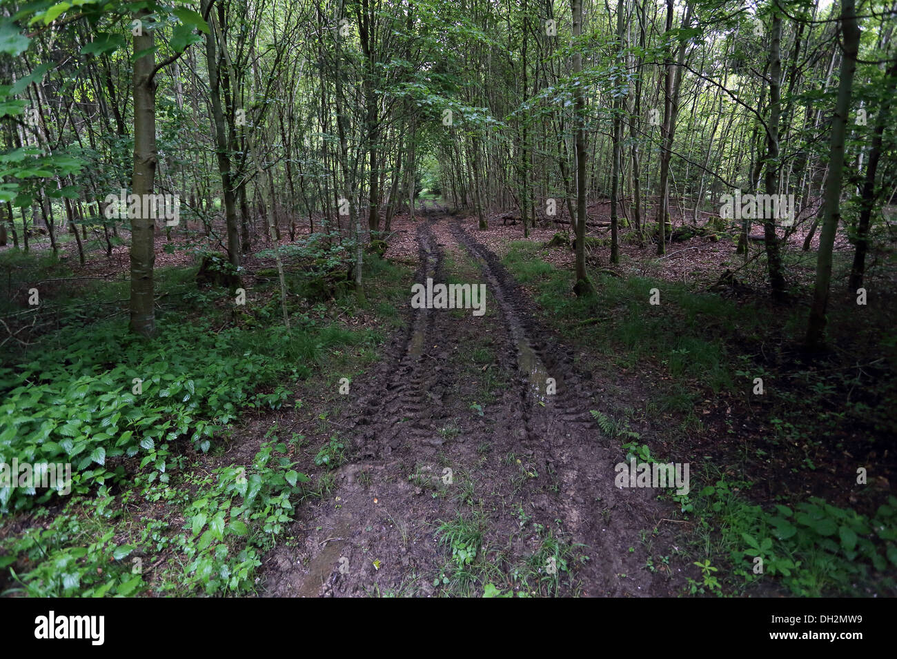 Distruzione del suolo a causa di attività forestali Foto Stock