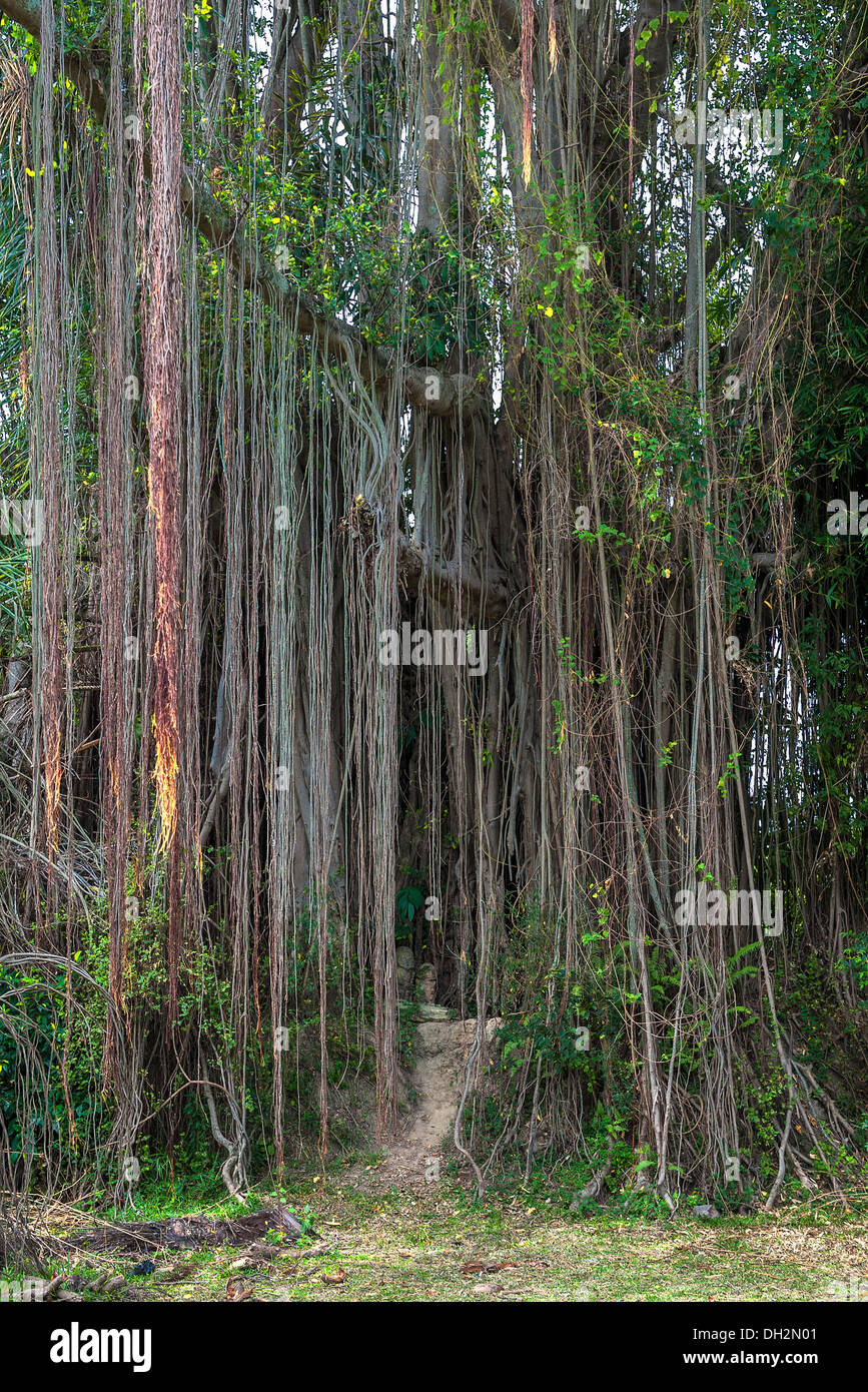 Radici aeree di un grande albero Foto Stock