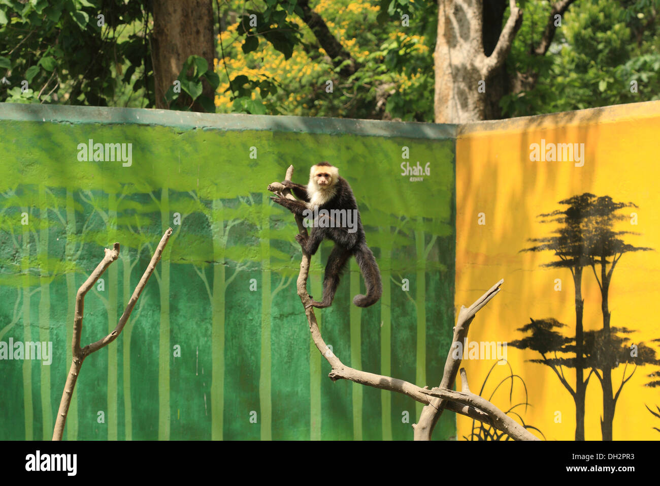 Monkey Cebus capucinus dallo zoo di Jamshedpur nello stato del Jharkhand bihar India Asia Foto Stock