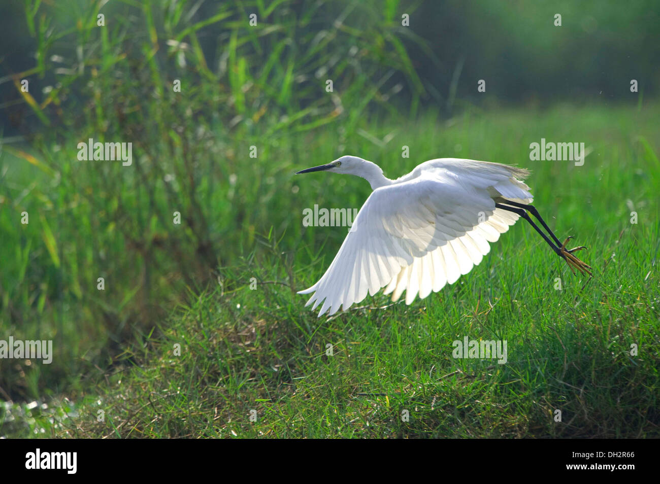 Garzetta Egretta garzetta piccolo airone bianco Foto Stock