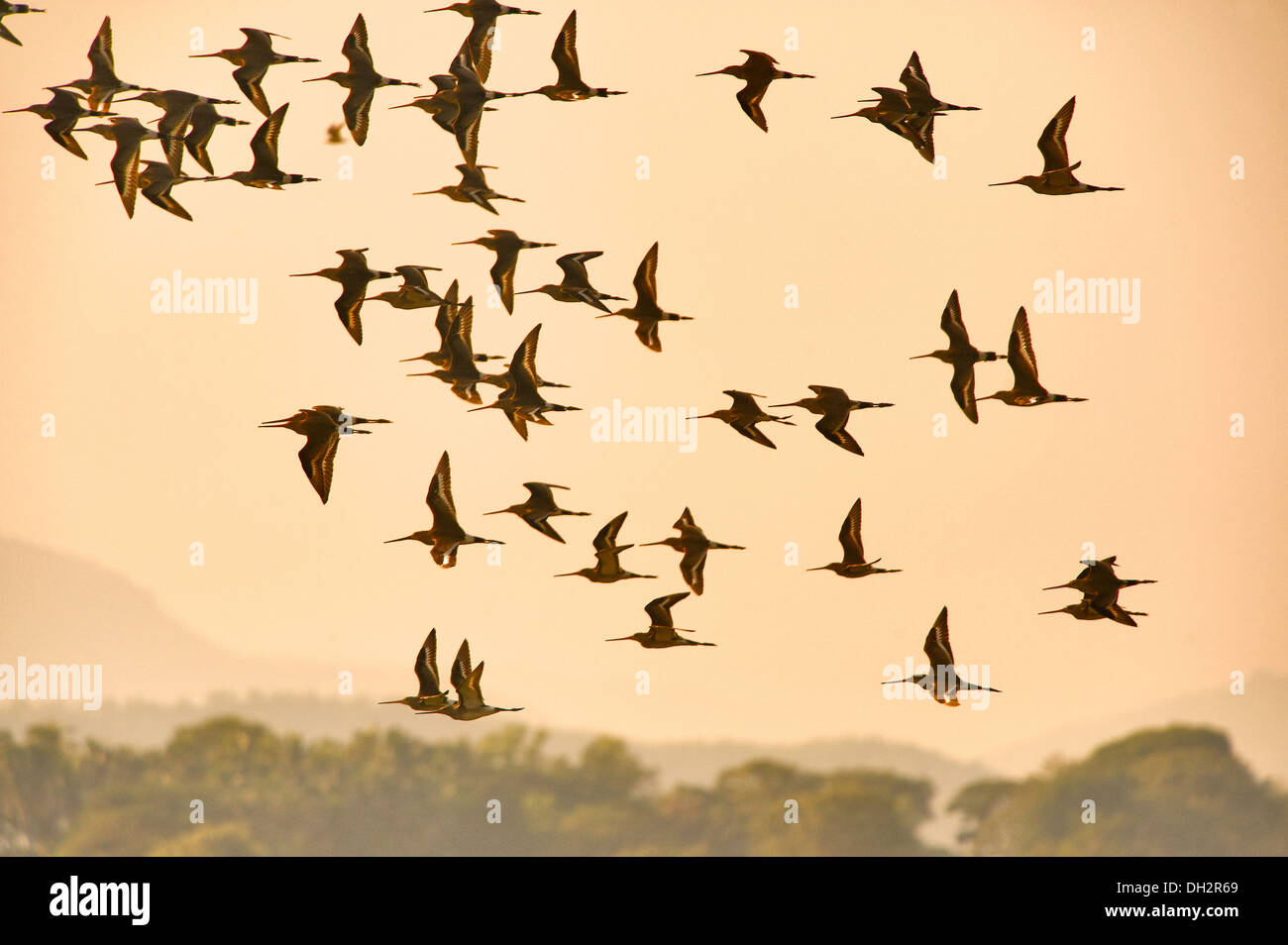 Uccelli di Godwit che volano , Mangalajodi , Lago di Chilika , Orissa , Odisha , India, Asia Foto Stock