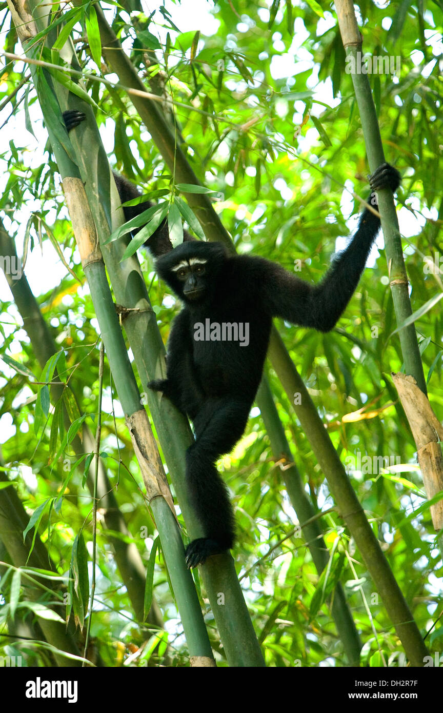 Hookock Gibbon , Primate , Gibbons sono scimmie della famiglia Hylobatidae , su albero di bambù , Hoollongapar Gibbon Sanctuary , Jorhat , Assam , India , Asia Foto Stock