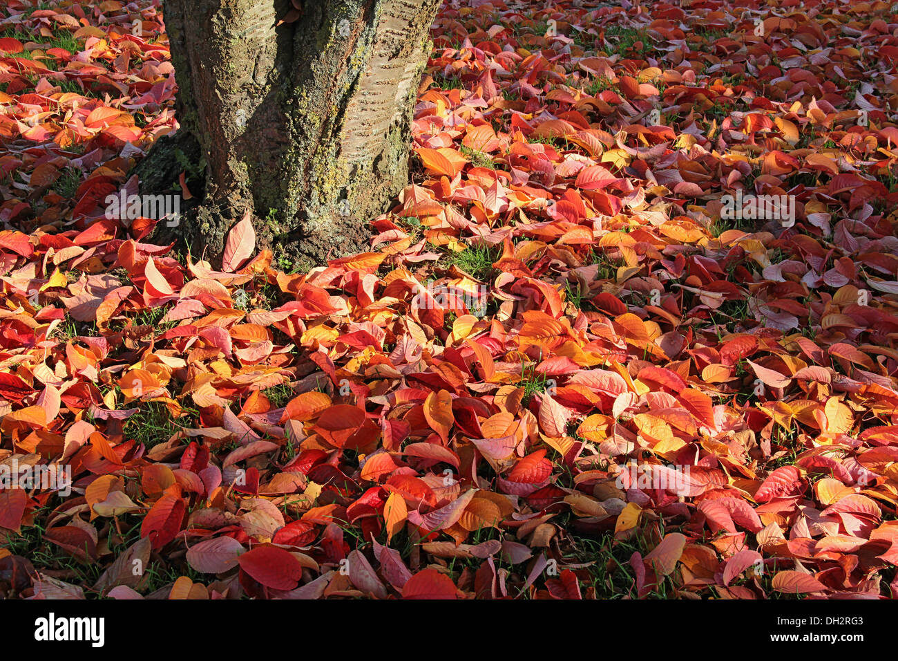 Un sacco di variopinte Foglie di autunno e di un tronco di albero parzialmente soleggiato illuminato Foto Stock