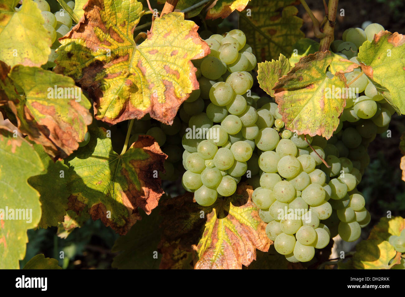 Colpo all'aperto che mostra alcuni grappoli di uva bianca in un ambiente soleggiato Foto Stock