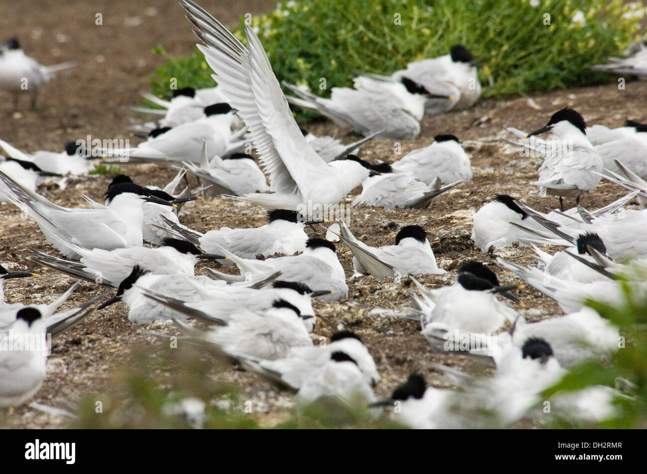 Sterna sandvicensis, Beccapesci, Sandwich Tern, Colonia, sulla terra, una terra, nido, nido, uccelli, farne Island, Regno Unito, Regno Unito, Foto Stock