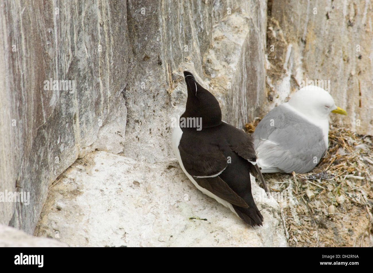 Gazza Marina, Alca torda, Razorbill, uccelli, scogliera, rocce, mare, mare, farne Island, Regno Unito, Regno Unito, Foto Stock