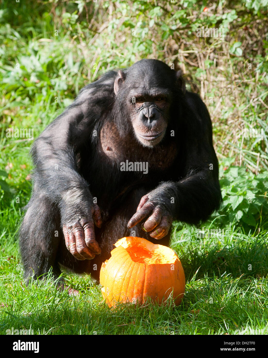 Dunstable, Bedfordshire, Regno Unito. 30 ott 2013. Gli animali a ZSL Whipsnade Zoo sarà sempre loro zanne in alcune leccornie , come stanno propinando zucca piatti per ottenere loro nell'spooky spirito. scimpanzé giocare con loro Jack O "Lanterne.© Brian Jordan/Alamy Live News Foto Stock