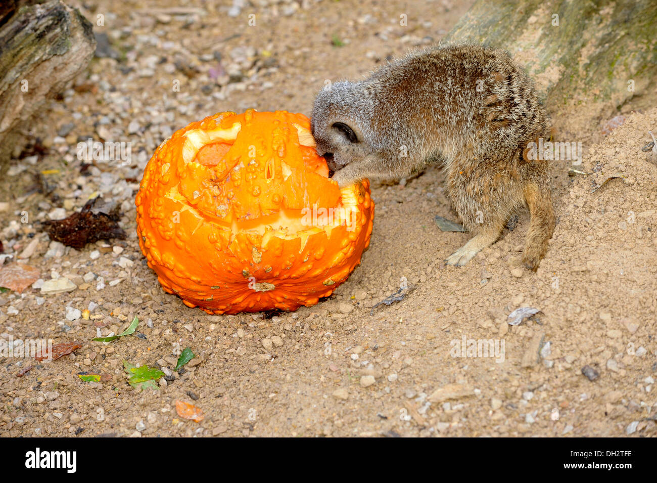 Dunstable, Bedfordshire, Regno Unito. 30 ott 2013. Gli animali a ZSL Whipsnade Zoo sarà sempre loro zanne in alcune leccornie , come stanno propinando zucca piatti per ottenere loro nell'spooky spirito. Meerkats Paolo, George e Ringo sono godendo di una colazione di grilli nascosti all'interno di Jack O "lanterne. © Brian Jordan/Alamy Live News Foto Stock