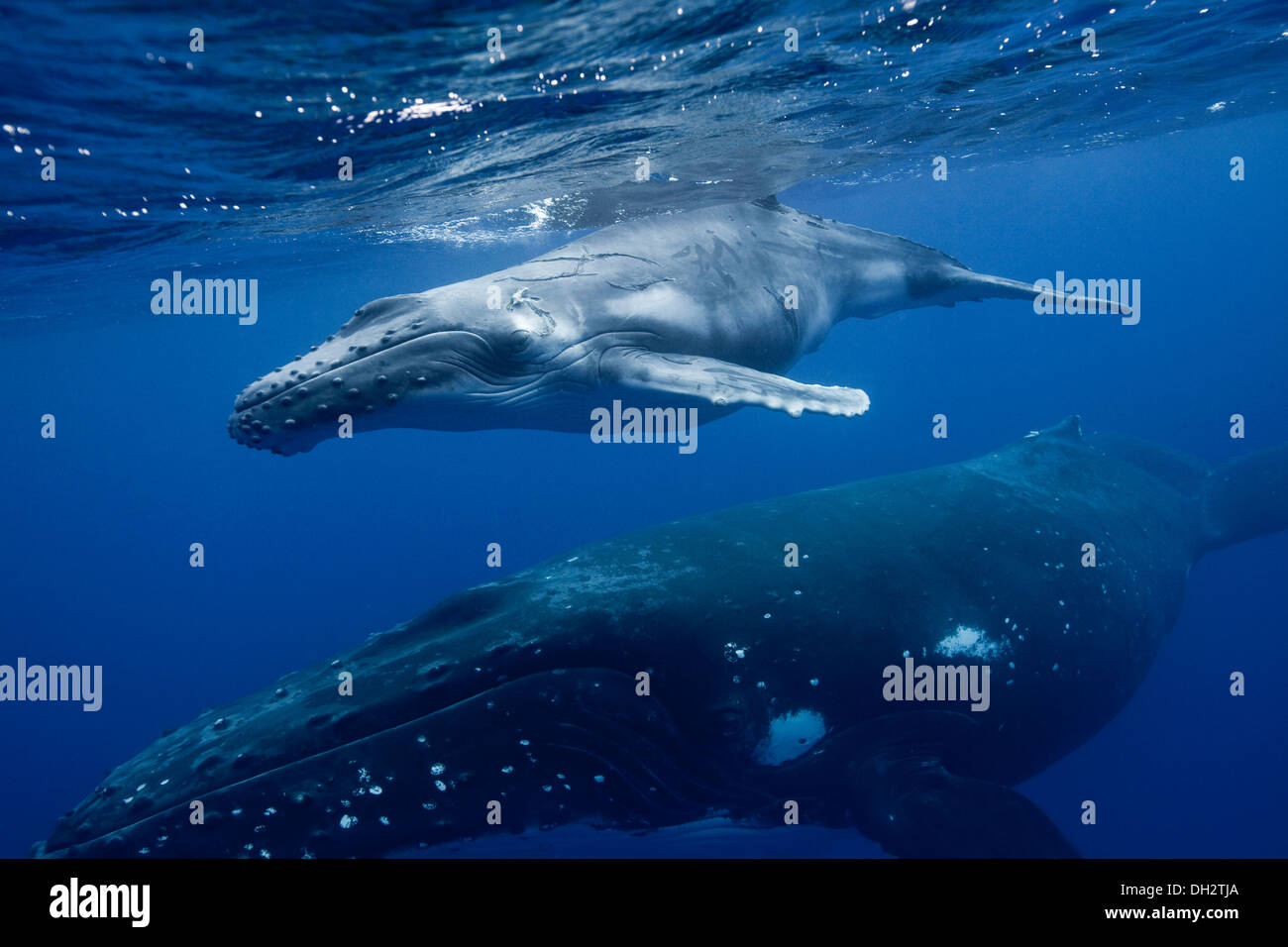 Humpback Whale con vitello Foto Stock