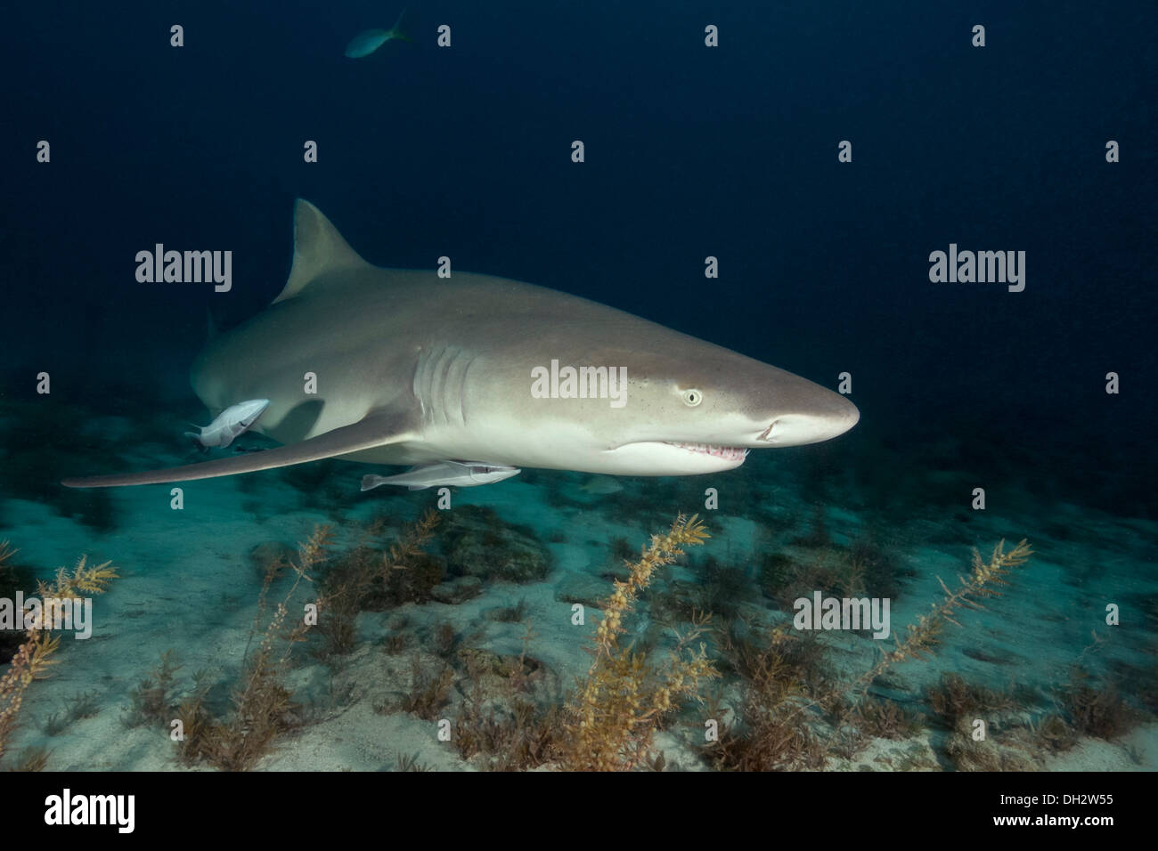 Lo squalo limone, Negaprion brevirostris, Caraibi, Bahamas Foto Stock