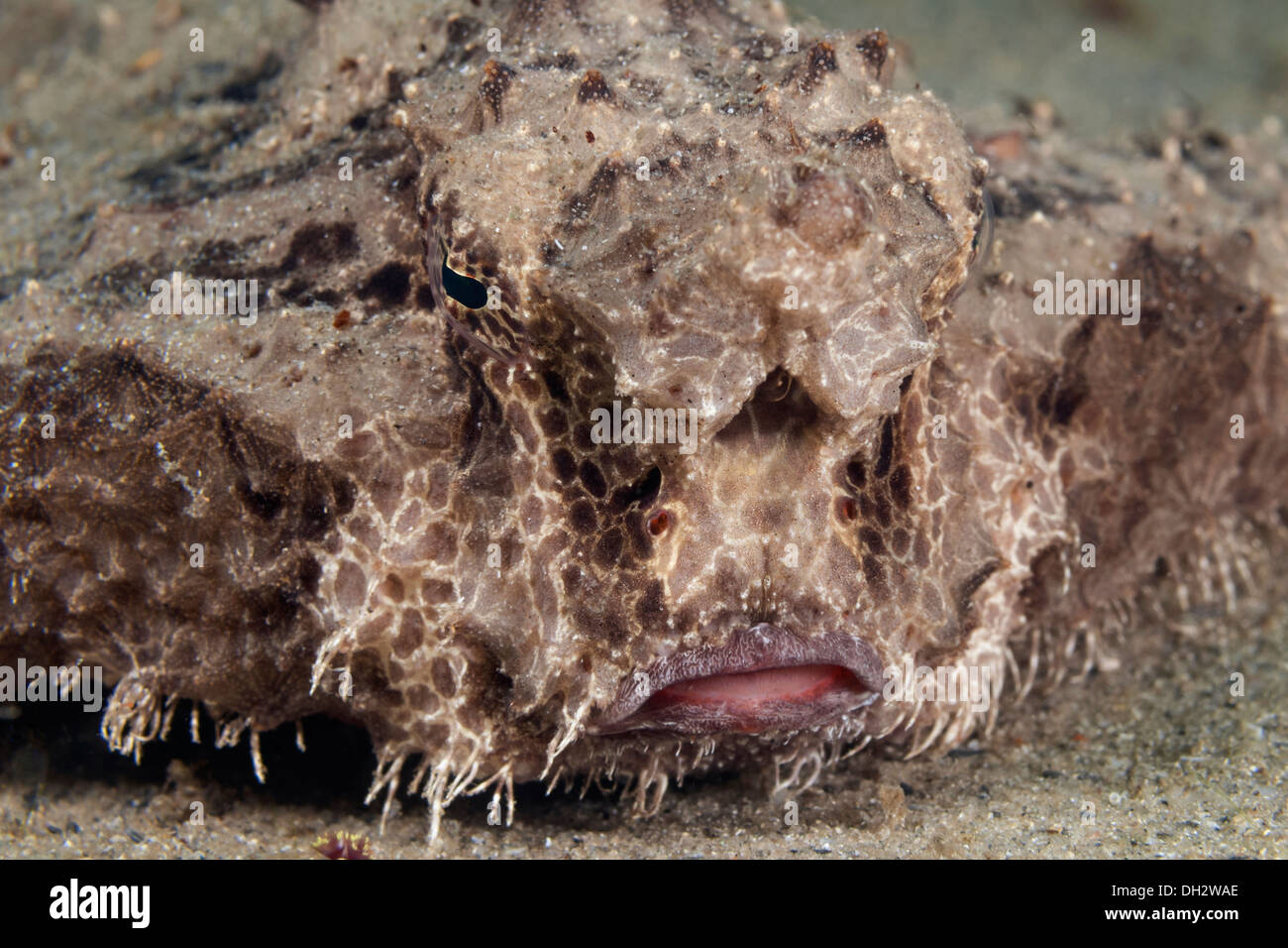 La Polka-dot Batfish, Ogcocephalus radiatus, Florida, Stati Uniti d'America Foto Stock