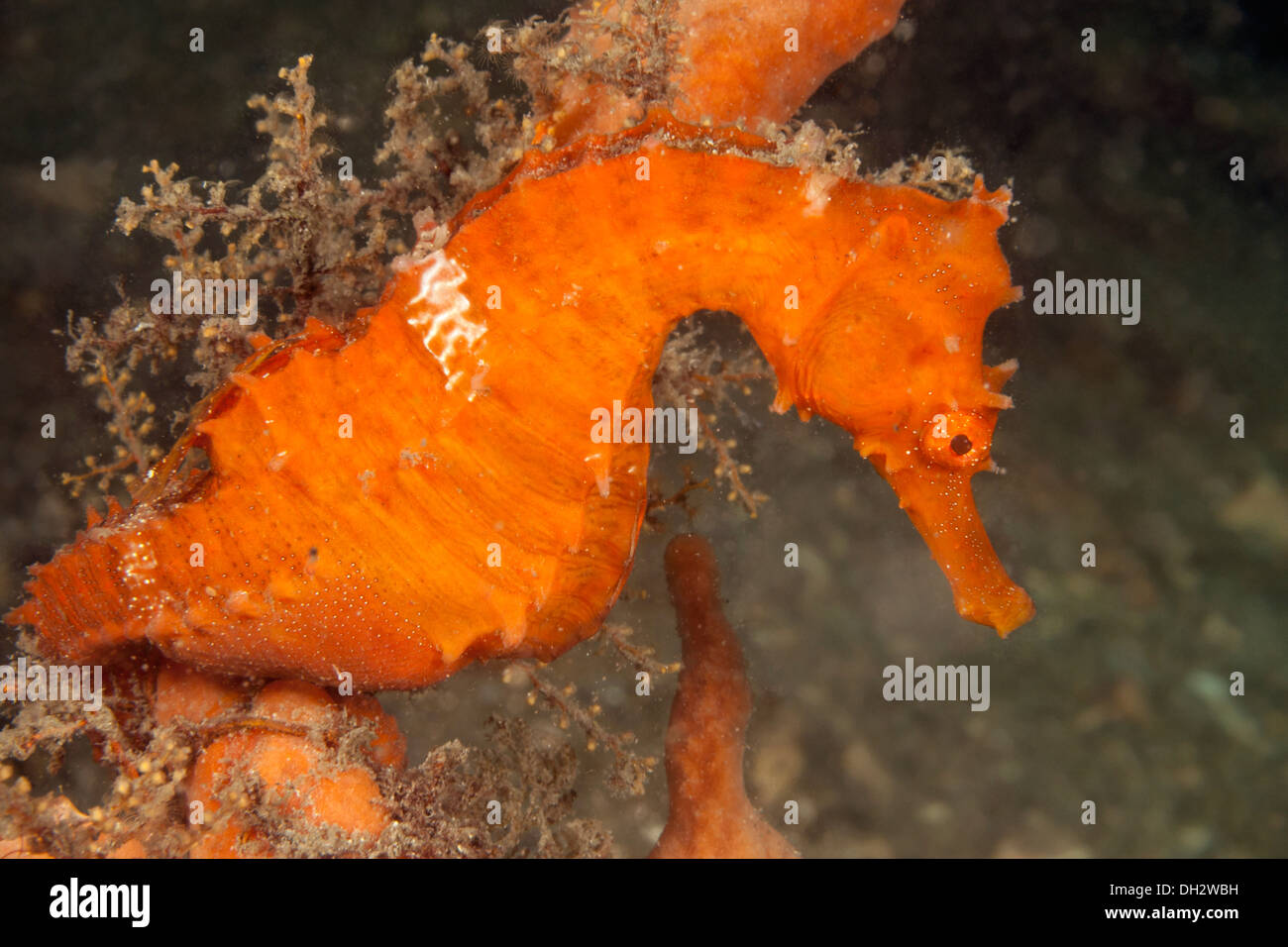 Rivestite il Cavalluccio, Hippocampus erectus, Florida, Stati Uniti d'America Foto Stock