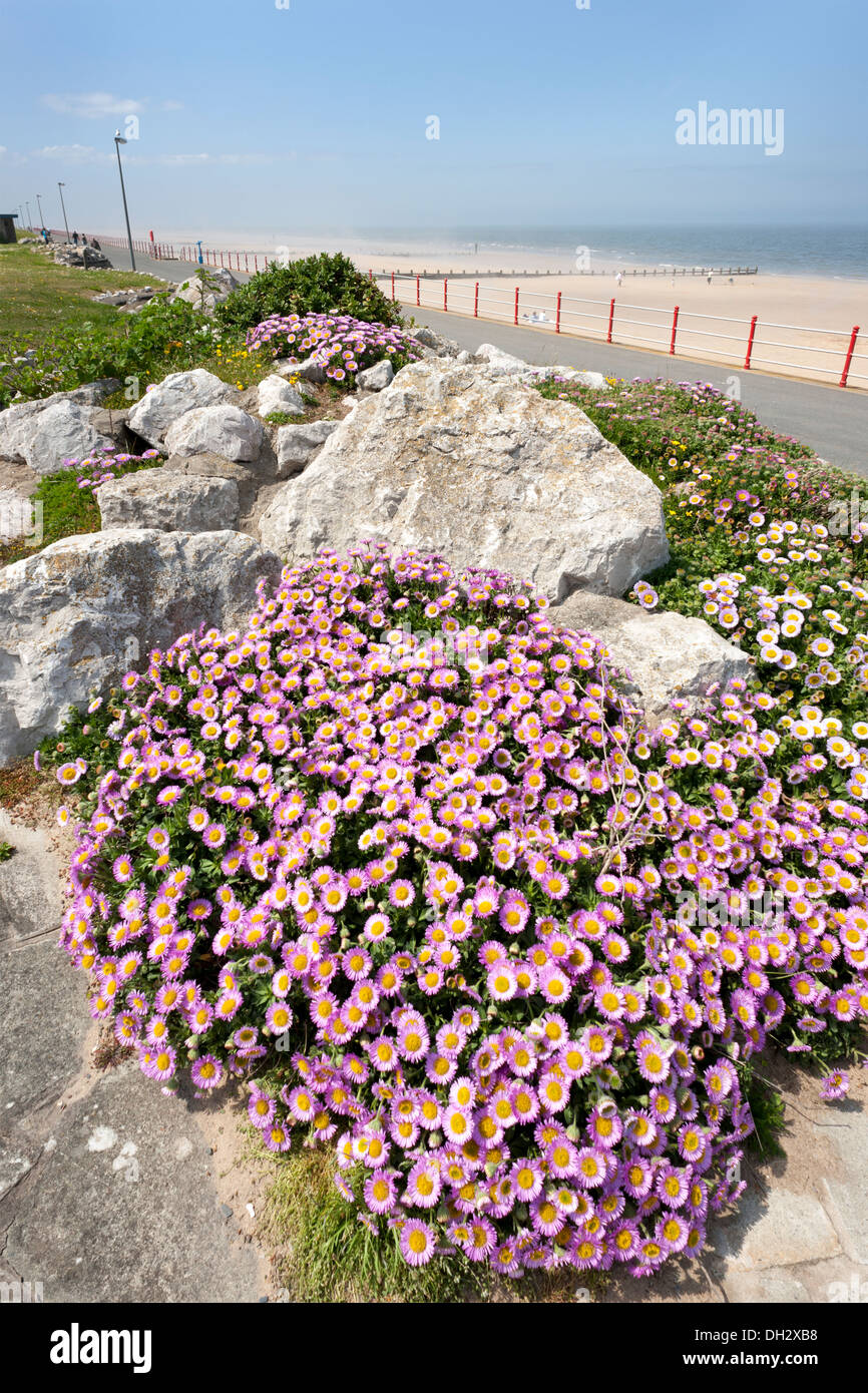 Fiori su Rhyl Promenade Foto Stock