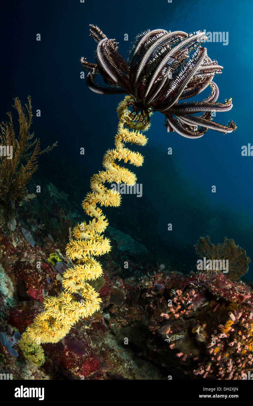 Il filo a spirale corallo e crinoide, Cirrhipathes spiralis, Pantar, Arcipelago Alor, Lesser Sunda Islands, Indonesia Foto Stock