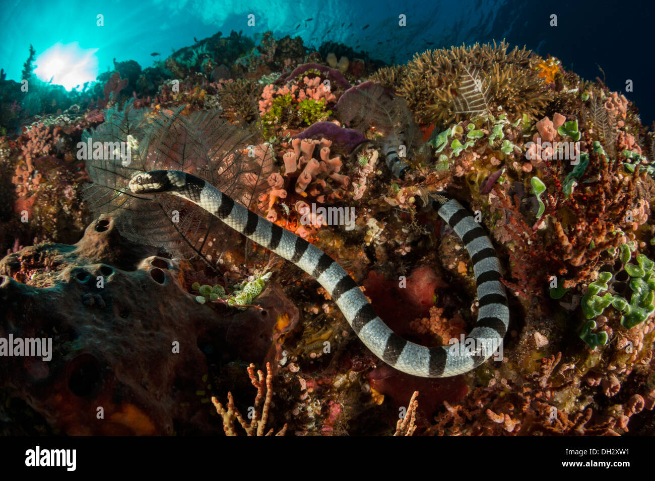 Velenosi mare nastrati Krait, Laticauda colubrina, Pantar, Arcipelago Alor, Lesser Sunda Islands, Indonesia Foto Stock