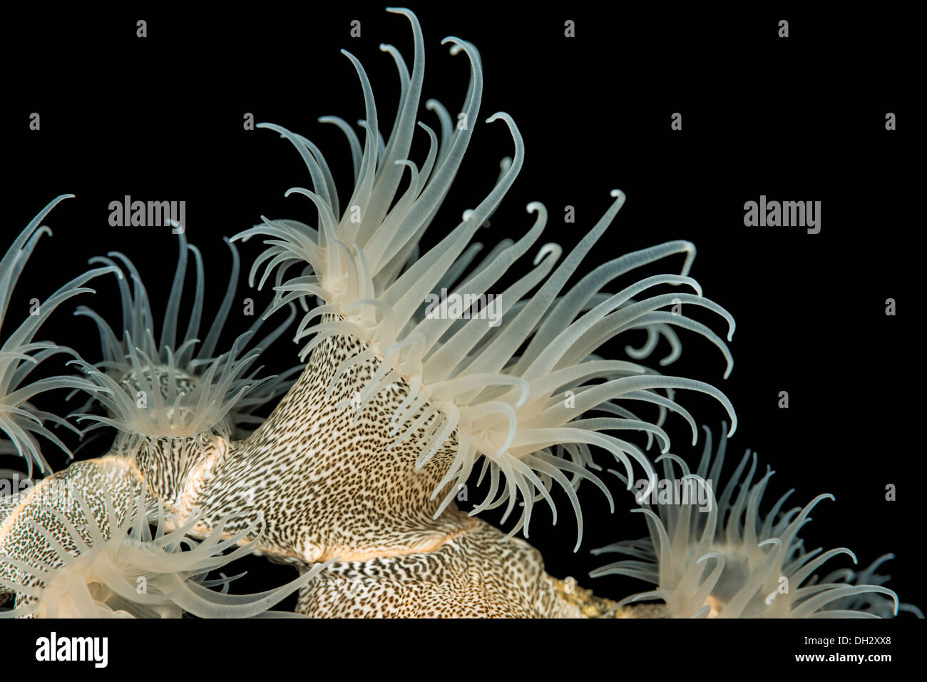 Involucro di gorgonia Anemone, Nemanthus annamensis, Pantar, Arcipelago Alor, Lesser Sunda Islands, Indonesia Foto Stock