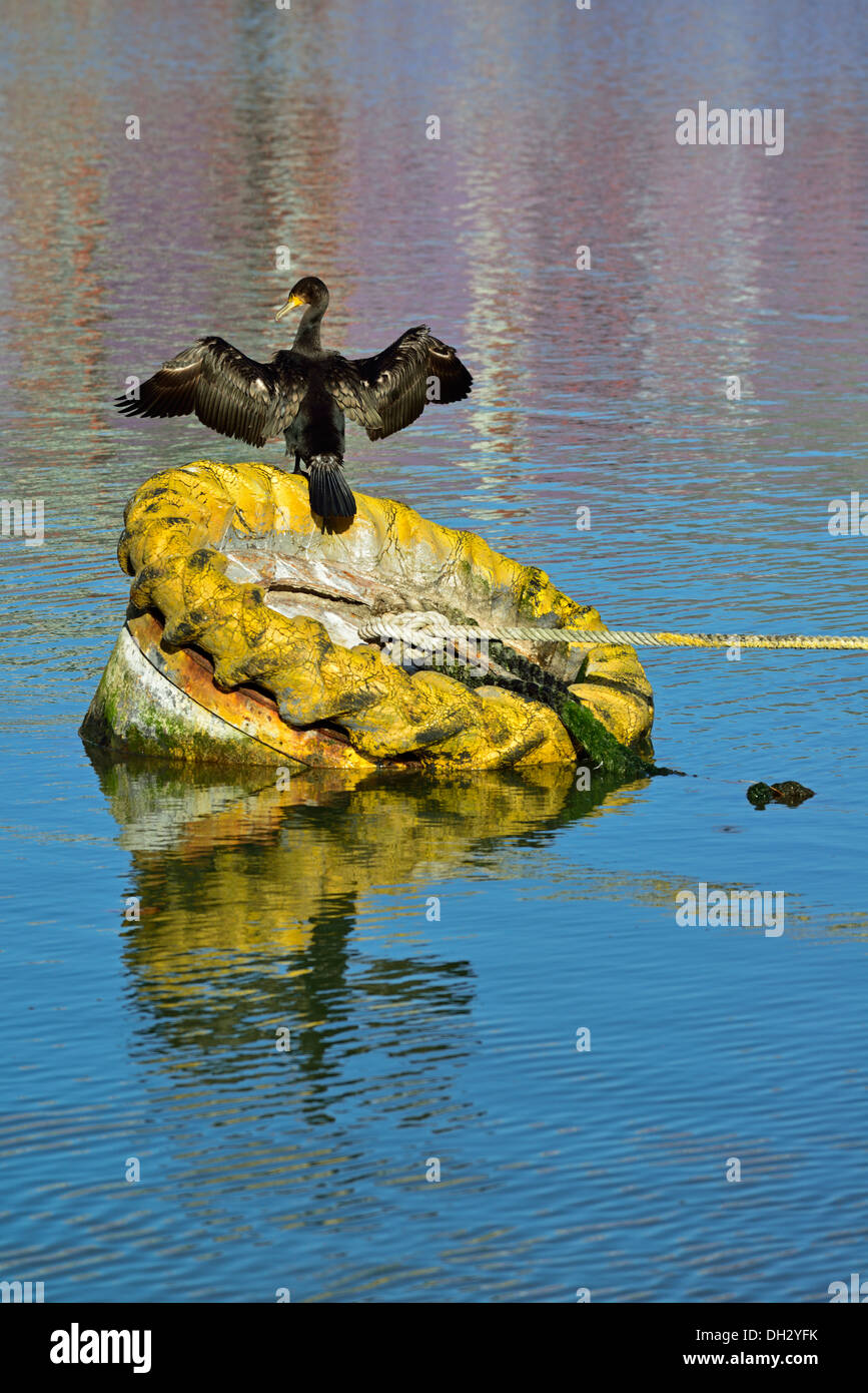Cormorano sulla boa di ormeggio, a Canary Wharf e Isle of Dogs, Docklands, London E14, Regno Unito Foto Stock
