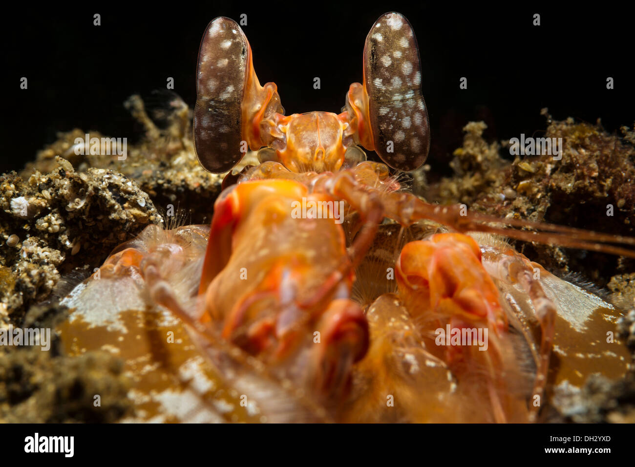 Infilzare Canocchia, Lysiosquillina sp., Lembeh strait, Nord Sulawesi, Indonesia Foto Stock