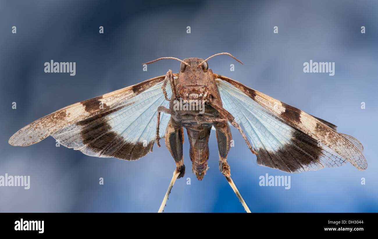 Grasshopper con ali blu, Oedipoda caerulescens, apparentemente volare in aria con cielo blu dietro le ali distese. Foto Stock