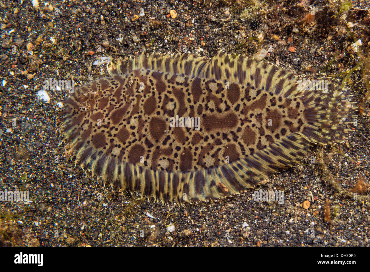 Tappeto suola, Liachirus melanospilos, Lembeh strait, Nord Sulawesi, Indonesia Foto Stock