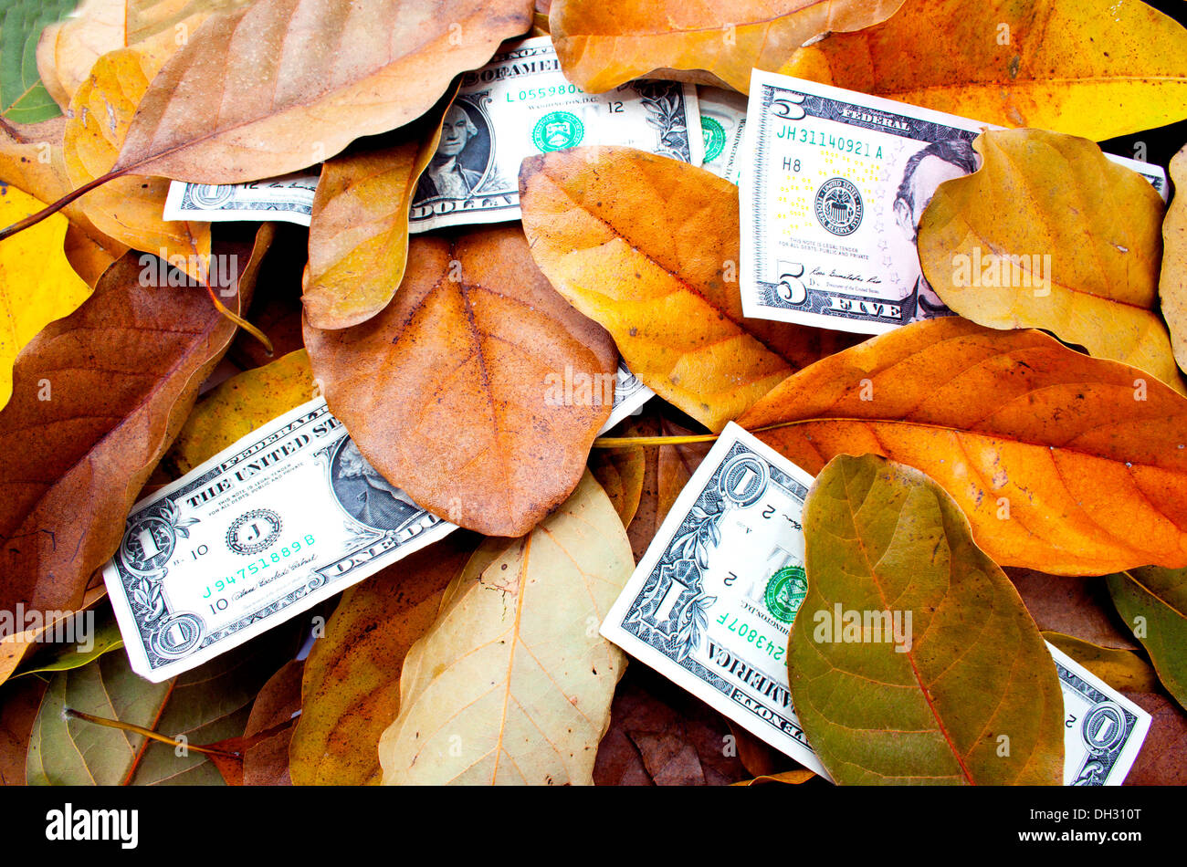 Concetto il denaro non cresce sugli alberi le fatture del dollaro e foglie Foto Stock