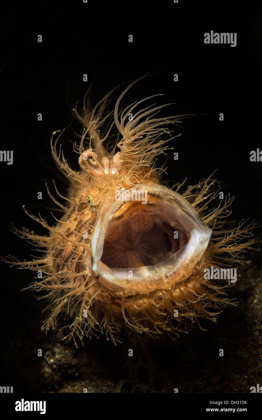 Rana pescatrice striato, Antennarius striatus, Lembeh strait, Nord Sulawesi, Indonesia Foto Stock