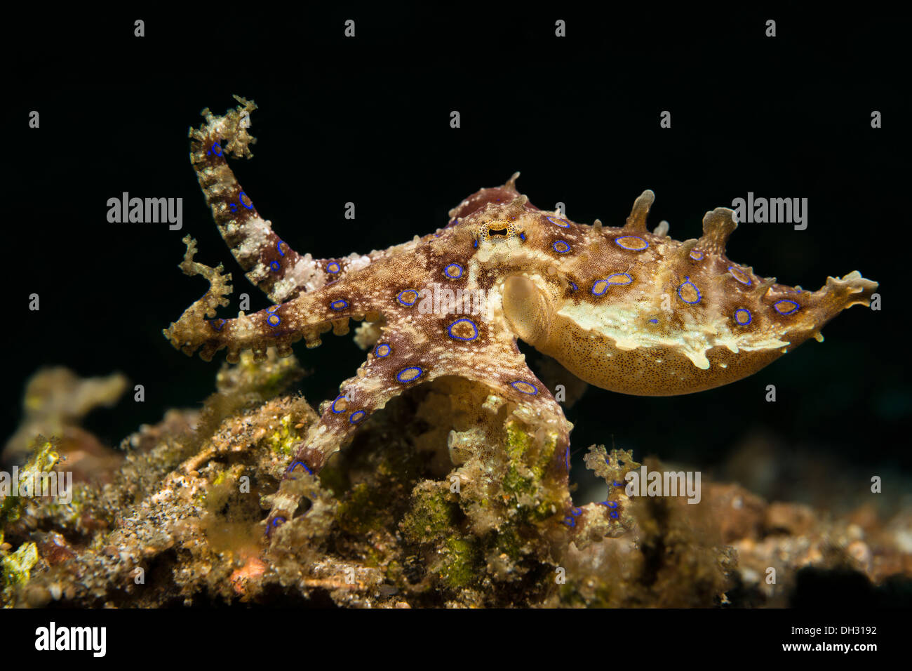 Anello blu Octopus, Hapalochlaena lunulata, Lembeh strait, Nord Sulawesi, Indonesia Foto Stock