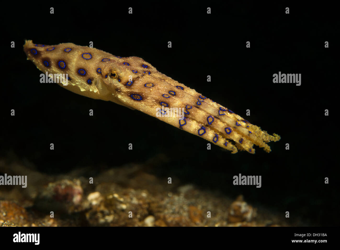 Anello blu Octopus, Hapalochlaena lunulata, Lembeh strait, Nord Sulawesi, Indonesia Foto Stock