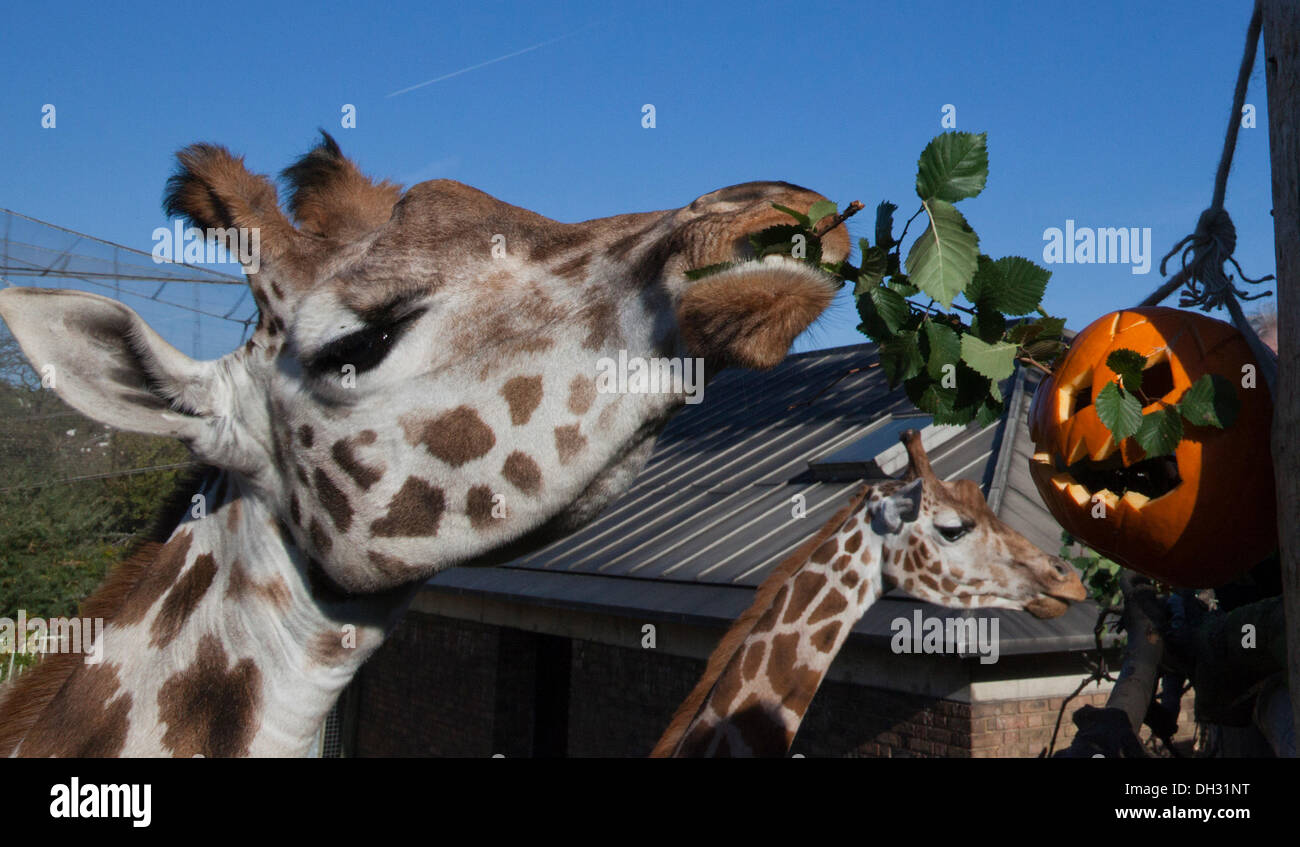 Londra, Regno Unito. Il 30 ottobre 2013. Giraffe (Giraffa camelopardalis) sono alimentati dalle zucche alle loro case. Gli animali presso il famoso ZSL London Zoo ottenere un Halloween-ispirato la cena di partecipare ai festeggiamenti spooky. Foto: Nick Savage/Alamy Live News Foto Stock