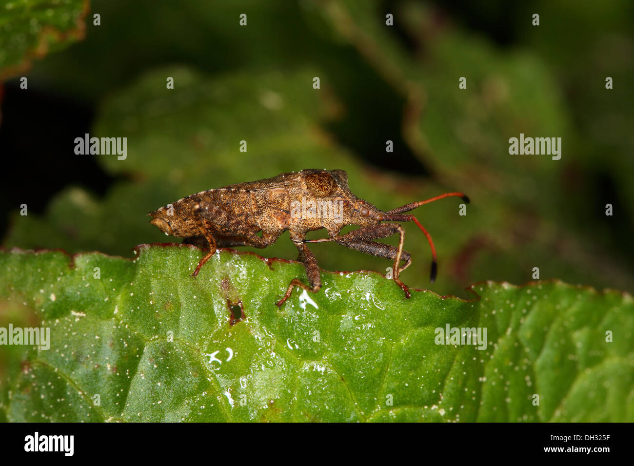 Coreus marginatus, Dock Bug Foto Stock