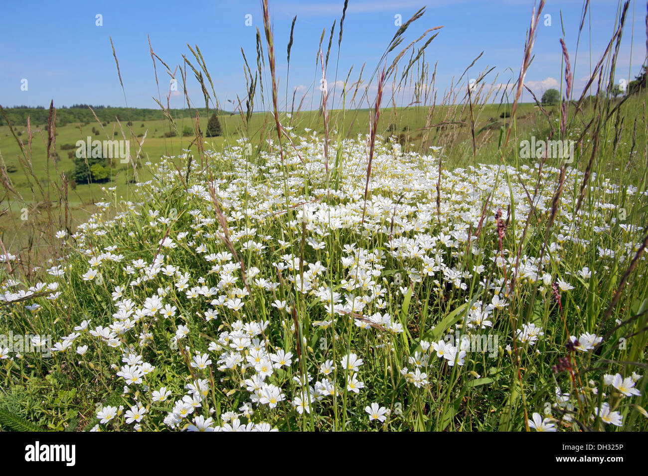Campo Chickweed, Cerastium arvense Foto Stock