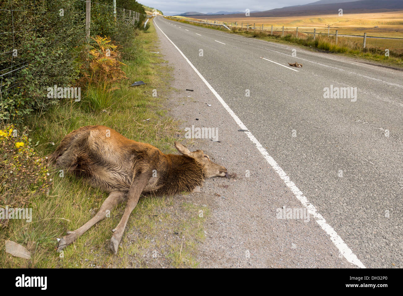 ROAD KILL nelle Highlands scozzesi un cervo che giace morto accanto a una strada remota DOPO UNA COLLISIONE CON UNA ACCELERAZIONE VEICOLO Foto Stock