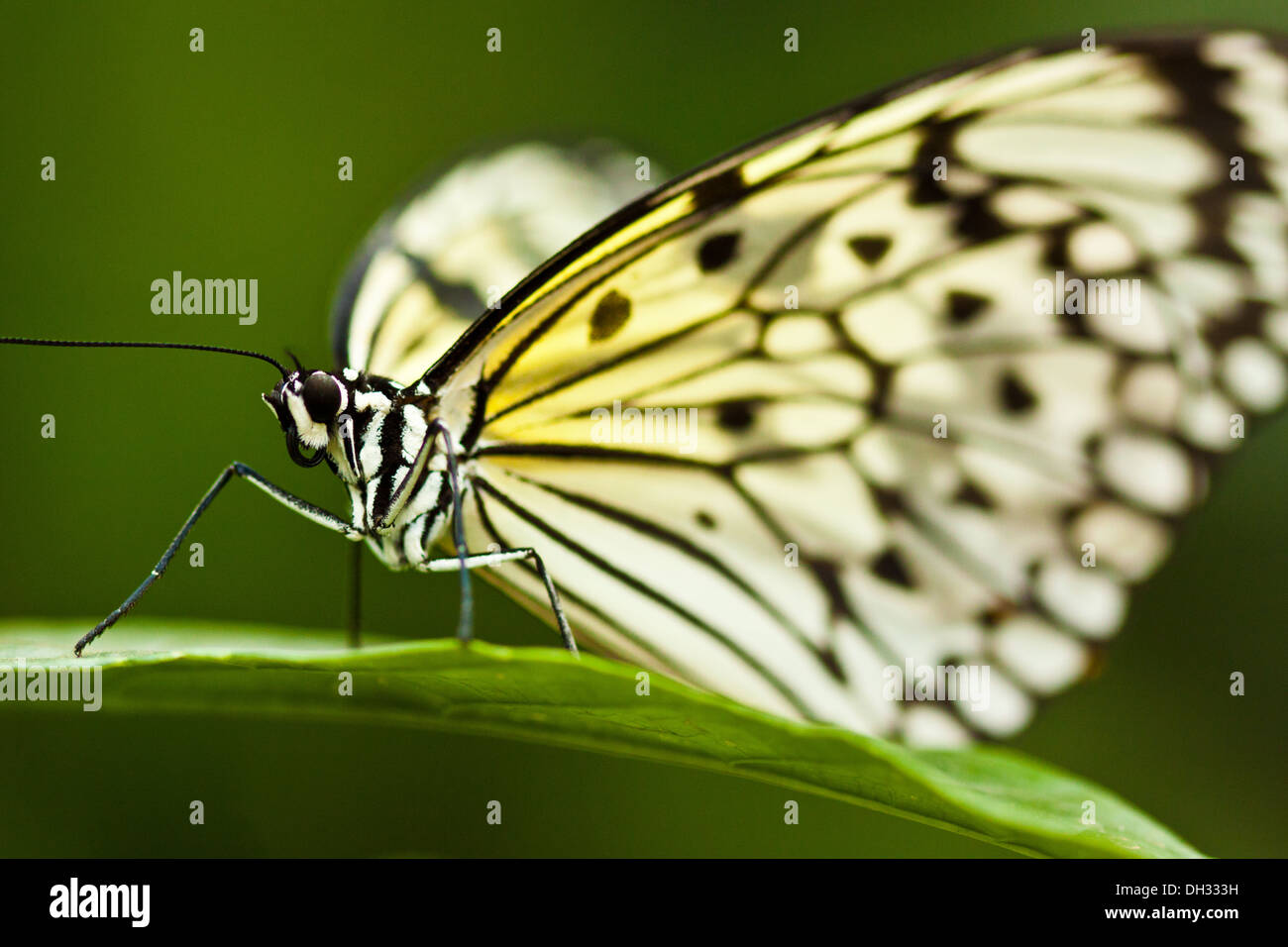 Aquilone di carta, carta di riso (Idea leuconoe) Foto Stock