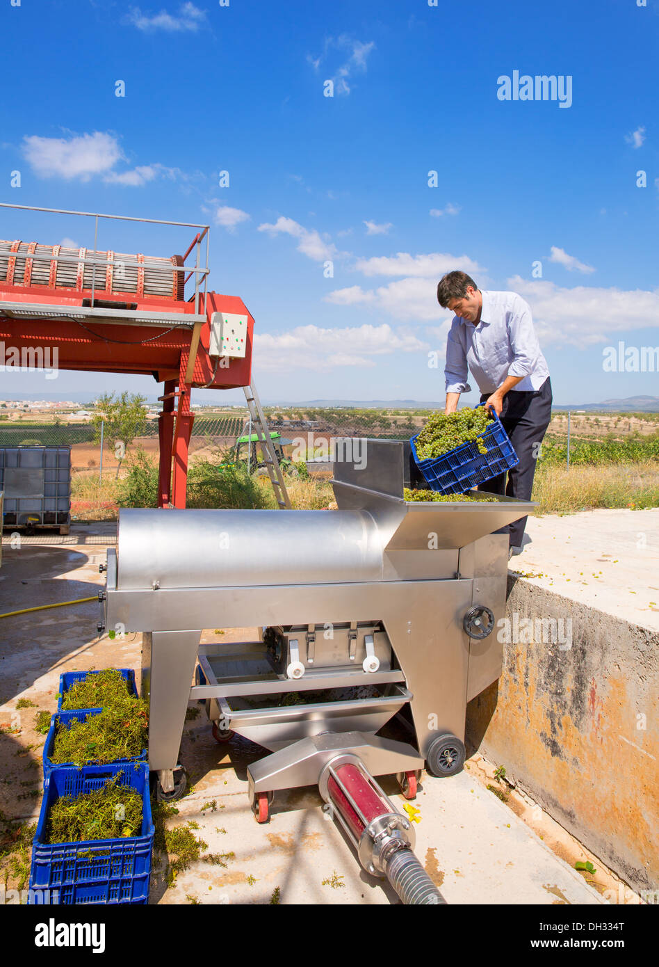 Lo chardonnay uve da vino enologo diraspatrice in macchina di frantumazione  al Mediterraneo Foto stock - Alamy