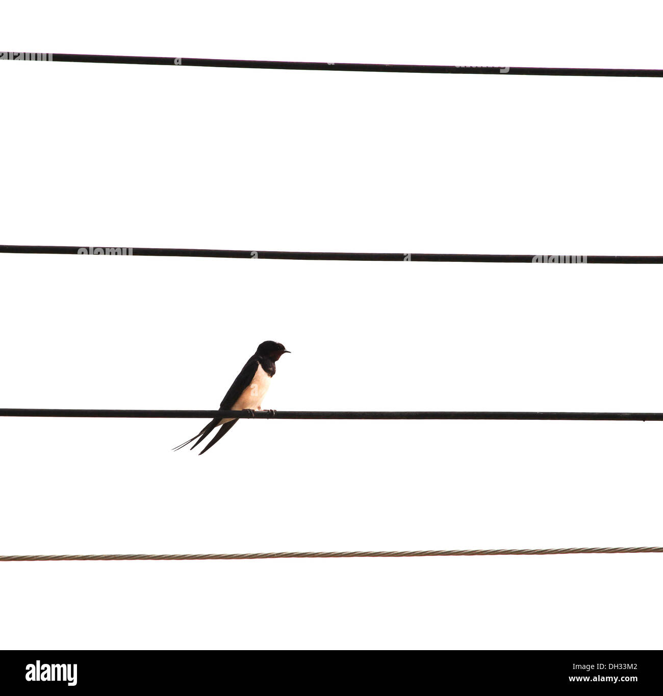 Bird su fili elettrici. Foto Stock
