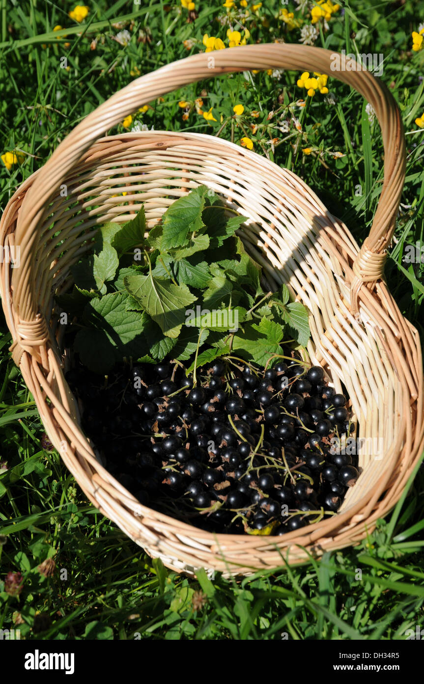 Cestello con il ribes nero Foto Stock