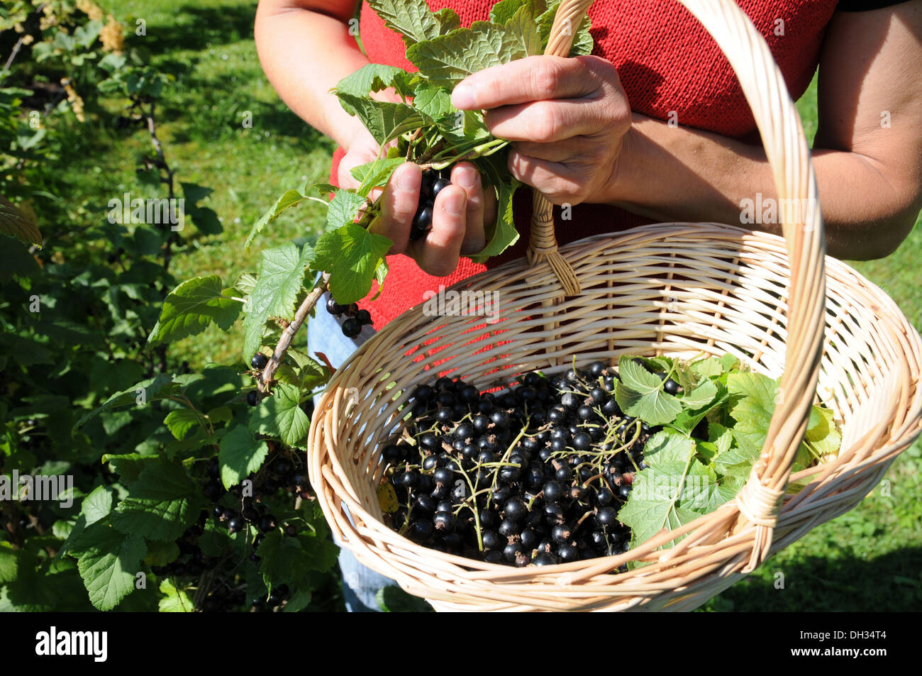 Ribes nero Foto Stock