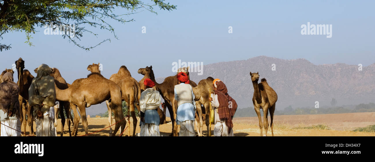 Gruppo di persone e di cammelli per partecipare a una fiera Fiera di Pushkar, Pushkar, Rajasthan, India Foto Stock
