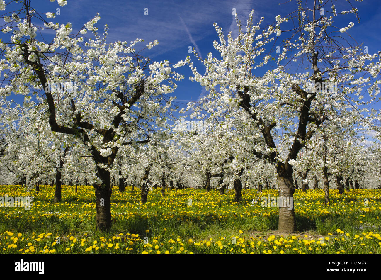 Con la piantagione di alberi di mele Foto Stock